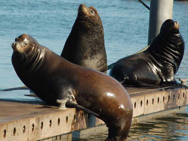 sea lions